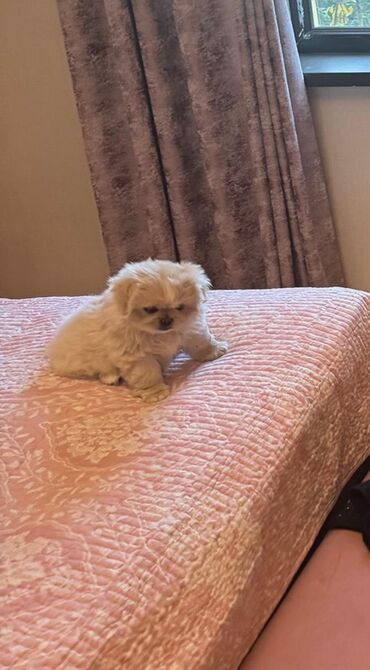 Boşqablar: Pekines