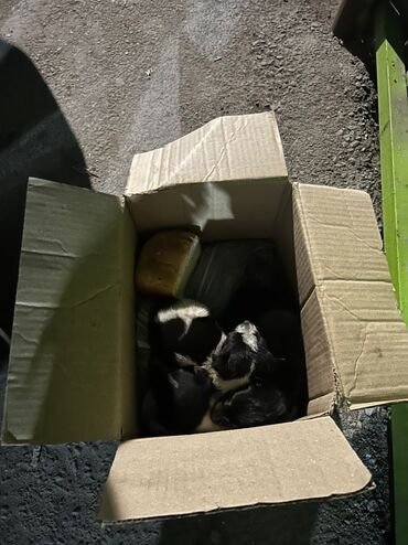 Собаки: Возле мусорки кто-то выбросил щенят в коробке