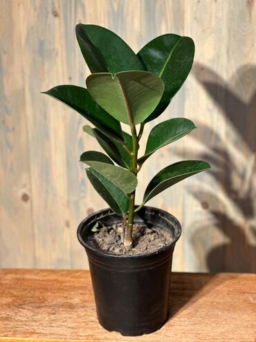 Otaq bitkiləri: Otağınıza təbiət gözəlliyi gətirəcək qırmızı anturium bitkisi. Parlaq — 9