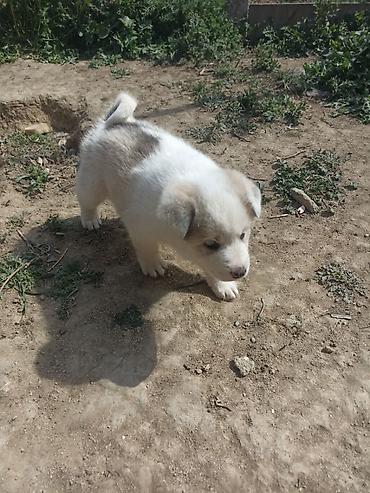 balaca cins itler: Akita-inu, 2 ay, Erkək, Peyvəndli, Ünvandan götürmə — 5