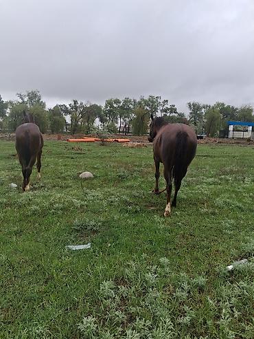 Лошади, кони: Продаю | Кобыла (самка) | Рабочий — 8