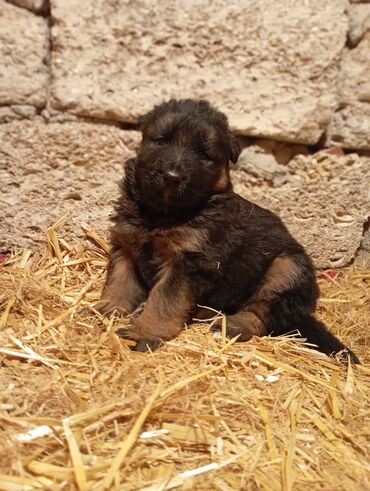 İtlər: Alman çoban iti, 1 ay, Dişi