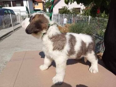 pas: Bernandinac štenci Na prodaju štenci rase BERNANDINAC stari 1,5 mesec