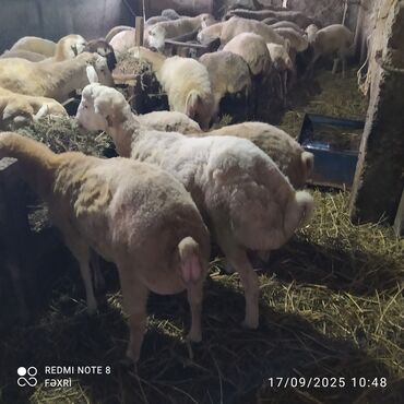 Digər kənd təsərrüfatı heyvanları: Əmlik quzular kiloqramı 10 manat bir az böyük quzular kiloqramı 9 — 8