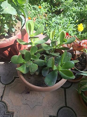 Денежное дерево: Г.Ош продаю цветы по 250 сом — 10