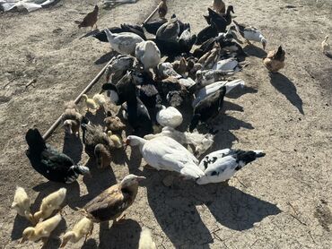 Ördəklər: Salam Aleykum Satılır Ördək Qaz Ördək Cücəsi Toyoq 36 Ədəd Lal Ördək — 3