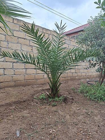 yolk: Satış üçün dekorativ palma ağacları. - Növ: Fan palma (Washingtonia — 2