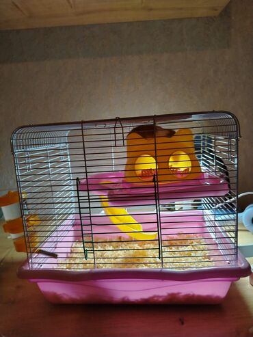 сколько стоит собака бу: Suriye hamsteri 5 aylıqdır cinsi Dişidir qəfəsi ilə birgə satılır