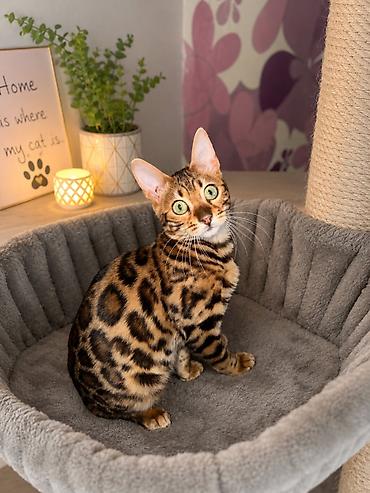cupavi psi: Registrovana odgajivacnica Melodybengal cat ima dostupne macice i — 2