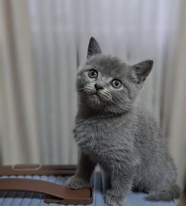 Британская короткошёрстная, 3 месяца, Мальчик, Серый, Приучена к лотку, С прививками