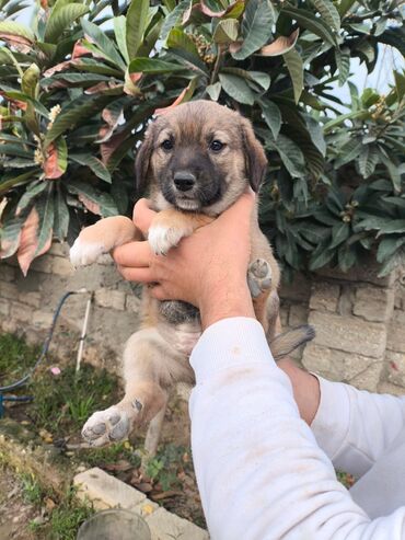 İtlər: Bala itlər. İki ayliqdi."PULSUZ VERILIR "Saglamdilar.Eziyyet çəkib — 1