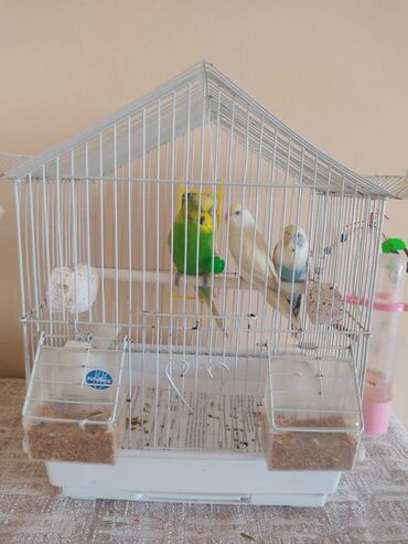 фатзорб в железной упаковке: İkisi dişidi biri erkek.Tək tək satılmır hamsı qəfəslə biryerdə