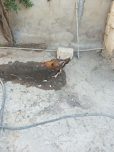 ucuz quslar: Toyuq, Damazlıq — 10