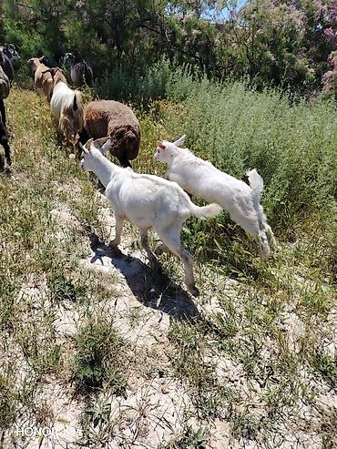 bala qoyun: Sanen çəpiş satılır və ya eyni cins dişi və erkək damazlıq çəpiş lə — 1