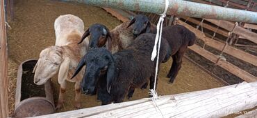 альпийская коза: Продаю | Ягненок, Баран (самец) | Гиссарская, Эдильбаевская, Арашан | На забой, Для разведения | Осеменитель