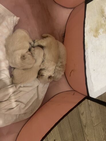 Akvariumlar: Pekines, 1 ay, Dişi, Ünvandan götürmə