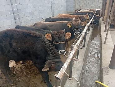 Коровы, быки: Продаю | Бык (самец) | На откорм — 1