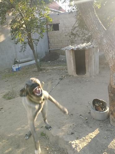 kangal satilik: Kanqal, 9 ay, Dişi — 8