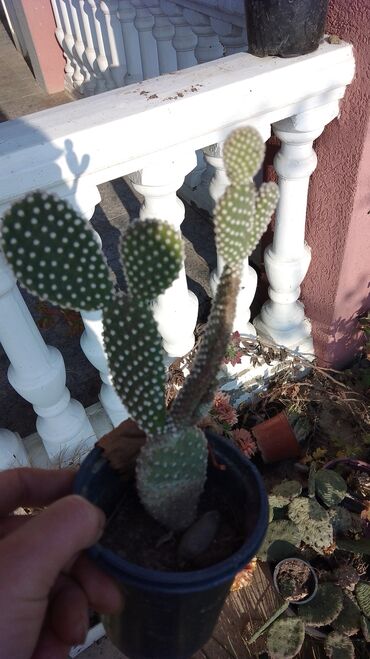 Kaktus: Kaktusi – više vrsta (Opuntia i Mammillaria) - Opuntia (indijske — 9