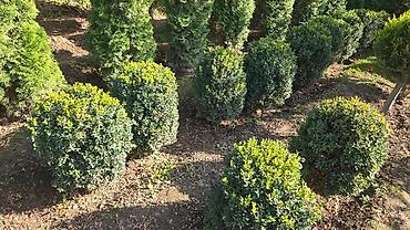 Декоративные деревья: Саженцы деревьев: Берёзы — 2