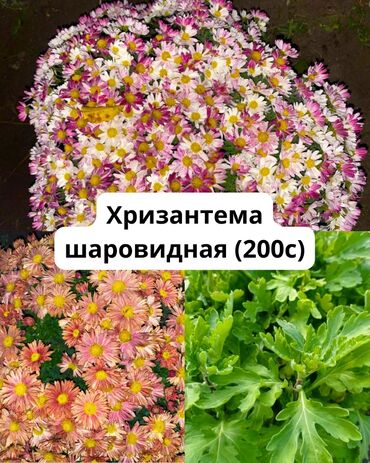 продаю кукурузы: Продаю хризантему шаровидную