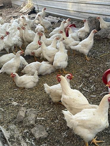 Куры, петухи: Продаю | Куры | Бройлерная | На забой — 20