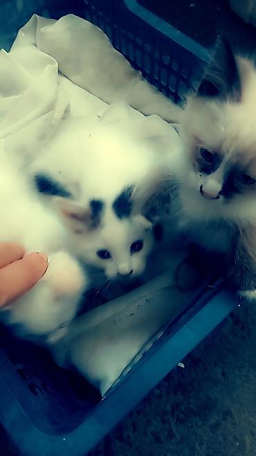 бенгальские кошки цена бишкек: Домашние пушистые котята. по 100 сом. в добрые и заботливые руки — 4