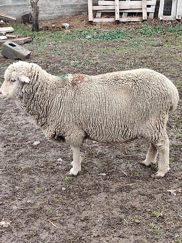 Баран, овца: Продаю | Овца (самка), Ягненок, Баран (самец) | Меринос — 7