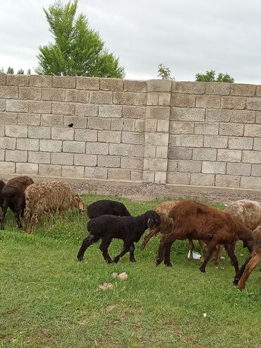 животны: Продаю | Овца (самка), Ягненок, Баран (самец)