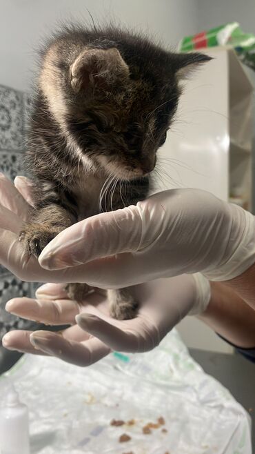 pisik qumu: Отдаю в добрые руки котенка девочку в данный момент она лечится в