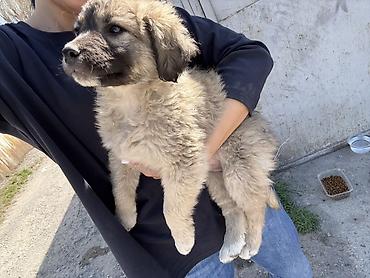 Продажа собак: Дворняжка, 2 месяца, Самец, С прививкой — 10