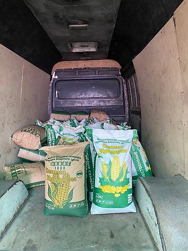 Пшеница: Жугору урук кукуруза 🌽 беде Арпа урук сулуу оптом достовка бар — 7