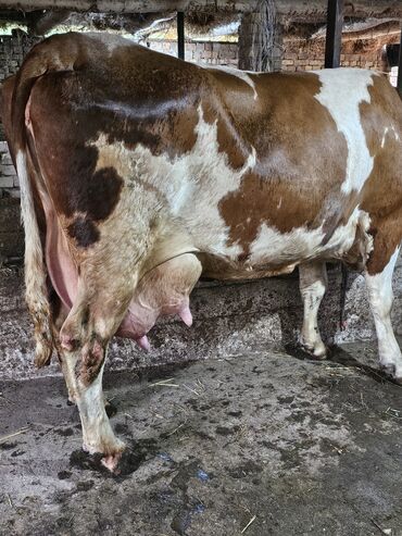 корова молоко литор 10: Продаю | | Айрширская