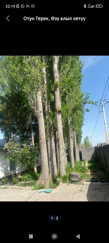 продажа рыбы оптом: Предлагаются спиленные брёвна тополя, готовые к вывозу. Подходят для