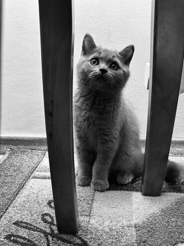 продаю кошек: Британец короткошерстный(мальчик), 4 месяца, знает на отлично кошачий
