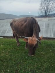 bakida sud qebulu: Dişi, Simental, il: 6, Südlük