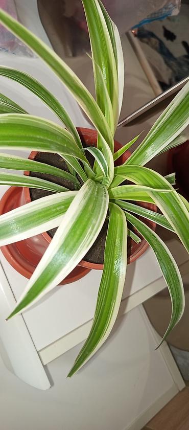 ev bitkisi: Xlorofitum (Spider Plant) – dekorativ yarpaqlı otaq bitkisi güllerim — 2