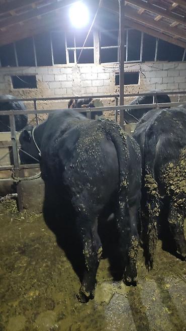 Коровы, быки: Продаю | Бык (самец) | На откорм — 15