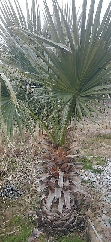banan agaci: Palma ağacı satilir ikisi 500 e fikri ciddi olanlar narahat elesin — 3
