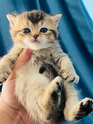 cutlesme pisik: Şotland yastı qulaq, Erkək, Dişi, Cütləşmə üçün, Ödənişli çatdırılma — 3
