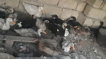 qara avstraloq: Dişi, Yumurtalıq, Ünvandan götürmə — 6
