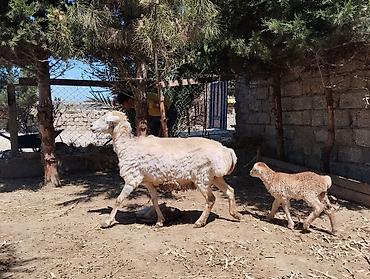 yetim quzu: 2 si de 3 cü qarindi balanın biri Erkey biri dişidi heyvanlar — 5