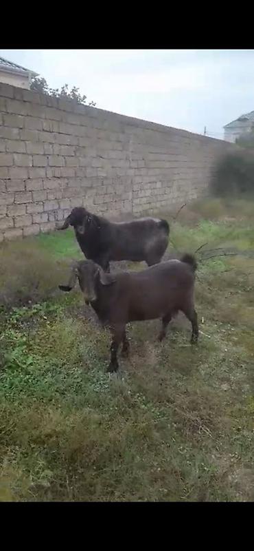 keci cəpis: Qara rəngli iki baş keçi - Növ: yerli keçi - Rəng: tünd qəhvəyi/qara — 2