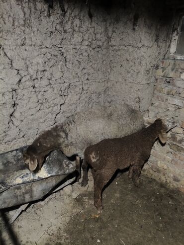 Бараны, овцы: Продаю | Овца (самка) | Для разведения | Матка — 14