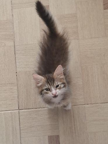 котёнок токмок: 2 месяца, Мальчик, Приучена к лотку — 1