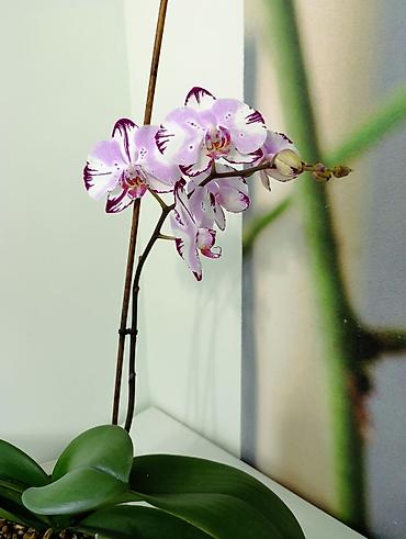 Кроссовки и спортивная обувь: Фаленопсис в горшкена всех вото 4 горшочных цветка. каждое растение по — 8