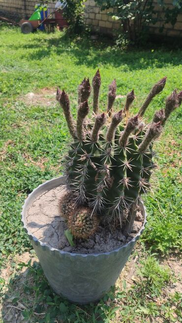 кактус: 🌵çiçək açan kaktus, цветущий кактус. 8 ilin kaktusu çiçək açan