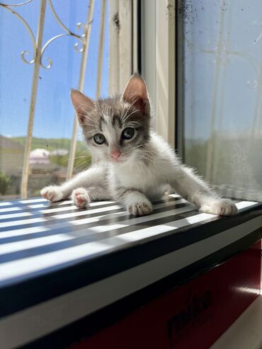 британский короткошерстный котенок: Котенок ищет дом. Девочка 2 месяца, очень игривая, озорная