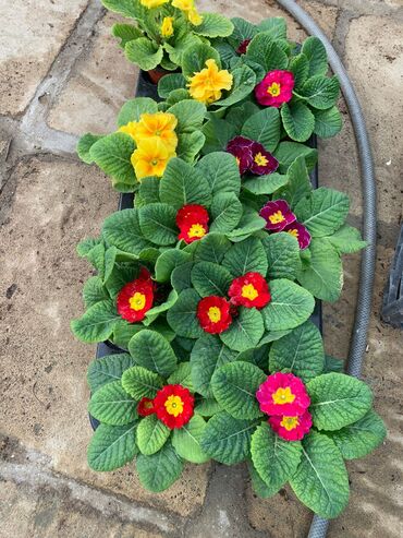 Şitillər: Gül satsi Vathcapa yazın isdediyniz gülü ünvanda catraq Otaq gülleri — 2