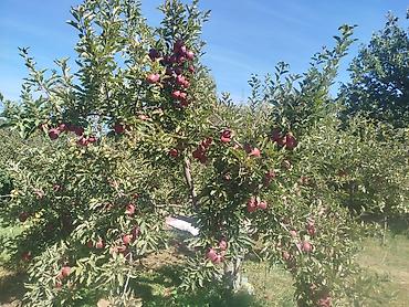 Другие услуги: Жемиш багын Оз убагында, туура бутоо Мол тушум Алма бак бутайбыз Ар — 12